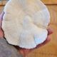 Ancient Coral Fungia or Shark Cushion 15cm
