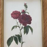 Lithograph PJ Redouté botanical plate Bishop rose