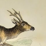 ORIGINAL ZOOLOGICAL PLATE OF 1839 " Deer, Hare,....