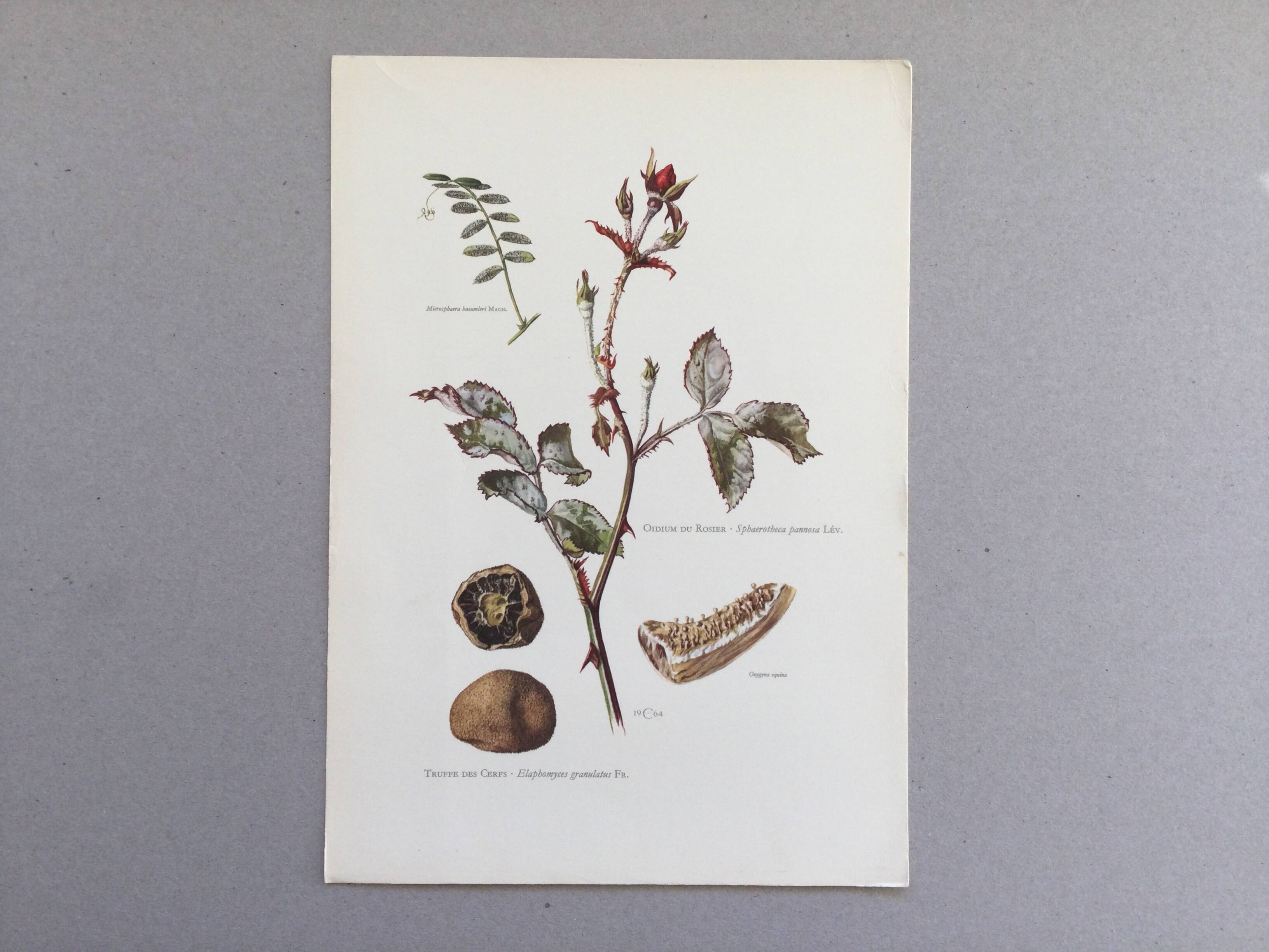 Botanical illustration of mushrooms, 1960s