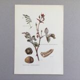 Botanical illustration of mushrooms, 1960s