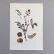 Illustration botanique champignons,  années 60