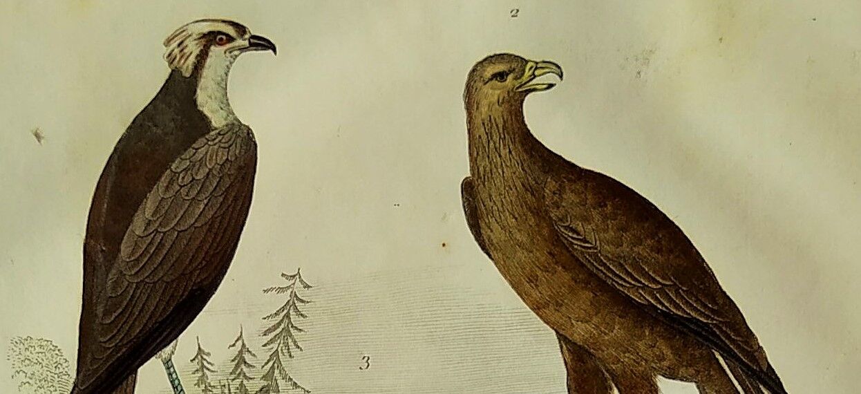 Original Ornithological Plate "Osprey - Fraxine - &c..." Buffon 1836