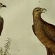 Original Ornithological Plate "Osprey - Fraxine - &c..." Buffon 1836