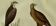 Original Ornithological Plate "Osprey - Fraxine - &c..." Buffon 1836