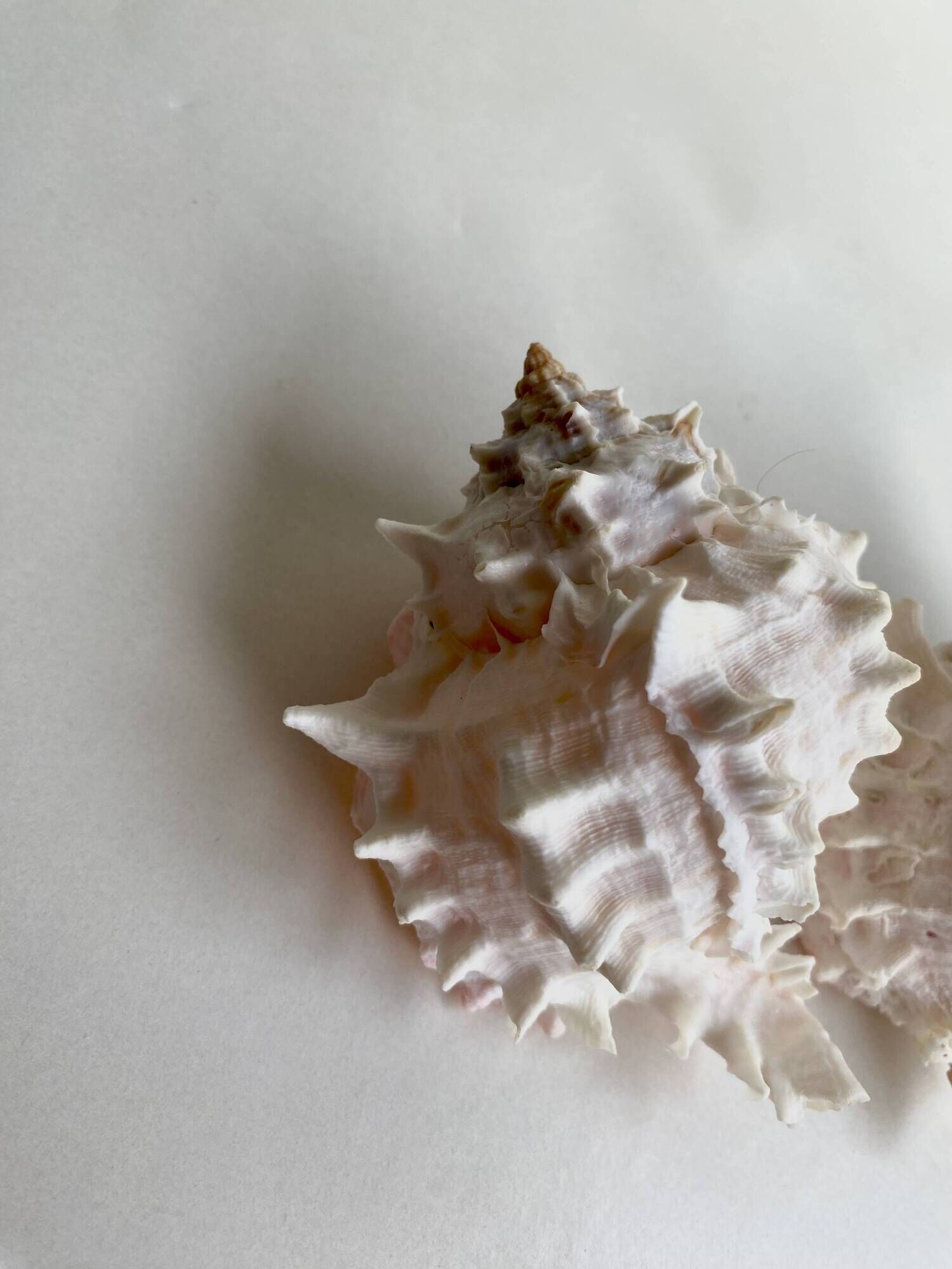 Set Murex Rameux shells