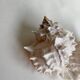 Set Murex Rameux shells