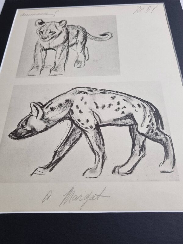 Planche illustrée, Études de lionceau et de hyène, Signée  A. Margat, 1930