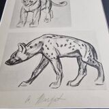 Illustrated plate, Studies of a lion cub and a hyena, Signed A. Margat, 1930