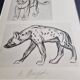 Illustrated plate, Studies of a lion cub and a hyena, Signed A. Margat, 1930