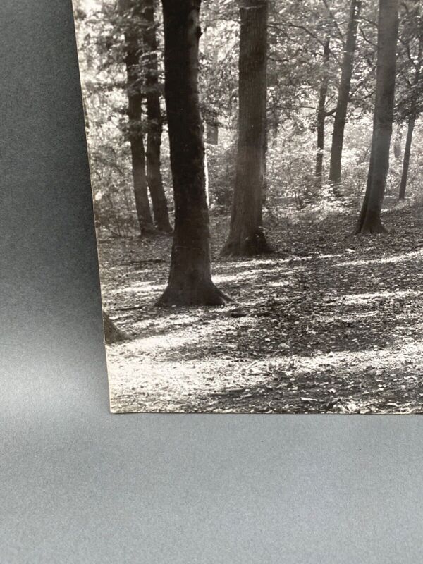 Photo argentique Bernard Darot Coulée de soleil dans les feuillus XXe