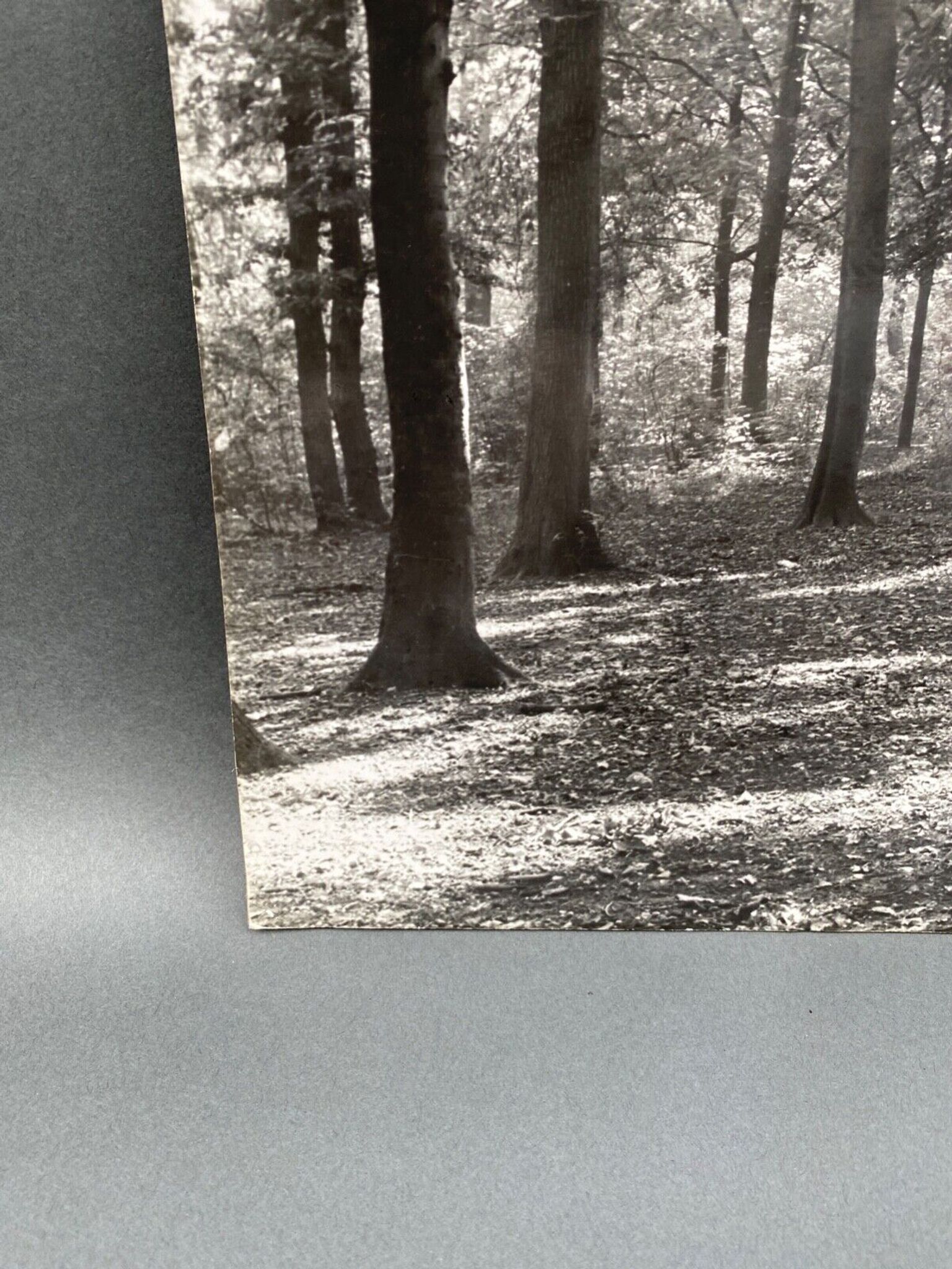 Photo argentique Bernard Darot Coulée de soleil dans les feuillus XXe