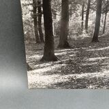 Photo argentique Bernard Darot Coulée de soleil dans les feuillus XXe