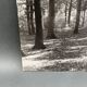 Photo argentique Bernard Darot Coulée de soleil dans les feuillus XXe