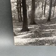 Photo argentique Bernard Darot Coulée de soleil dans les feuillus XXe