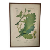 Botanical framework