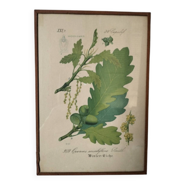 Botanical framework
