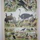 Lithograph • Birds 2, species, raptors • Original lithograph of 1898