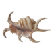 Coquillage