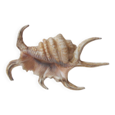 Coquillage