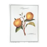 Bergamotier botanical board