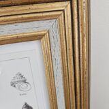 Mollusc entomology board