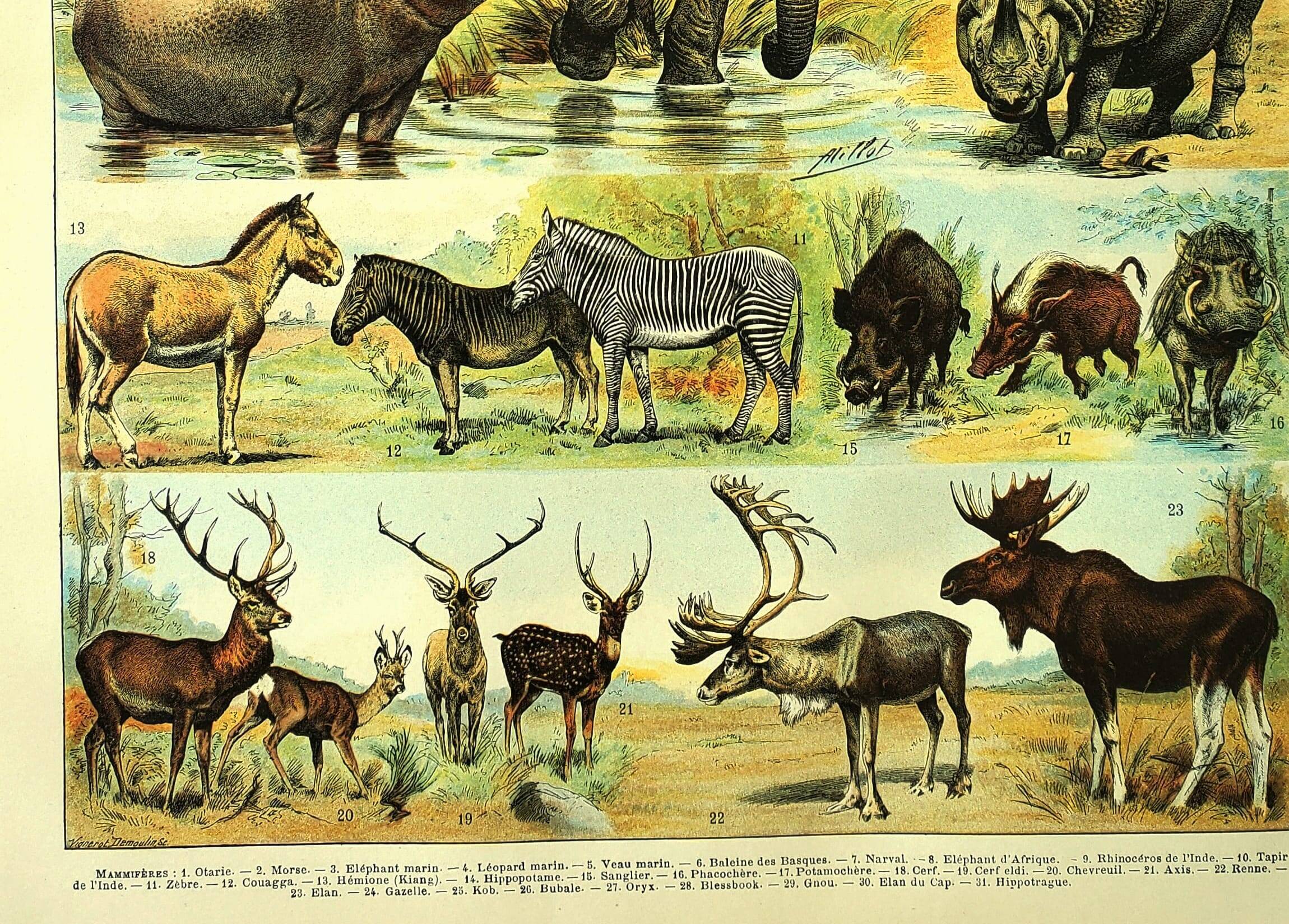 Antique engraving 1897 A. Millot - Mammals 1, animals, zoology