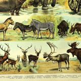 Antique engraving 1897 A. Millot - Mammals 1, animals, zoology