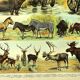 Antique engraving 1897 A. Millot - Mammals 1, animals, zoology