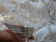 lot de 6 coupes en verre gravé époque art déco