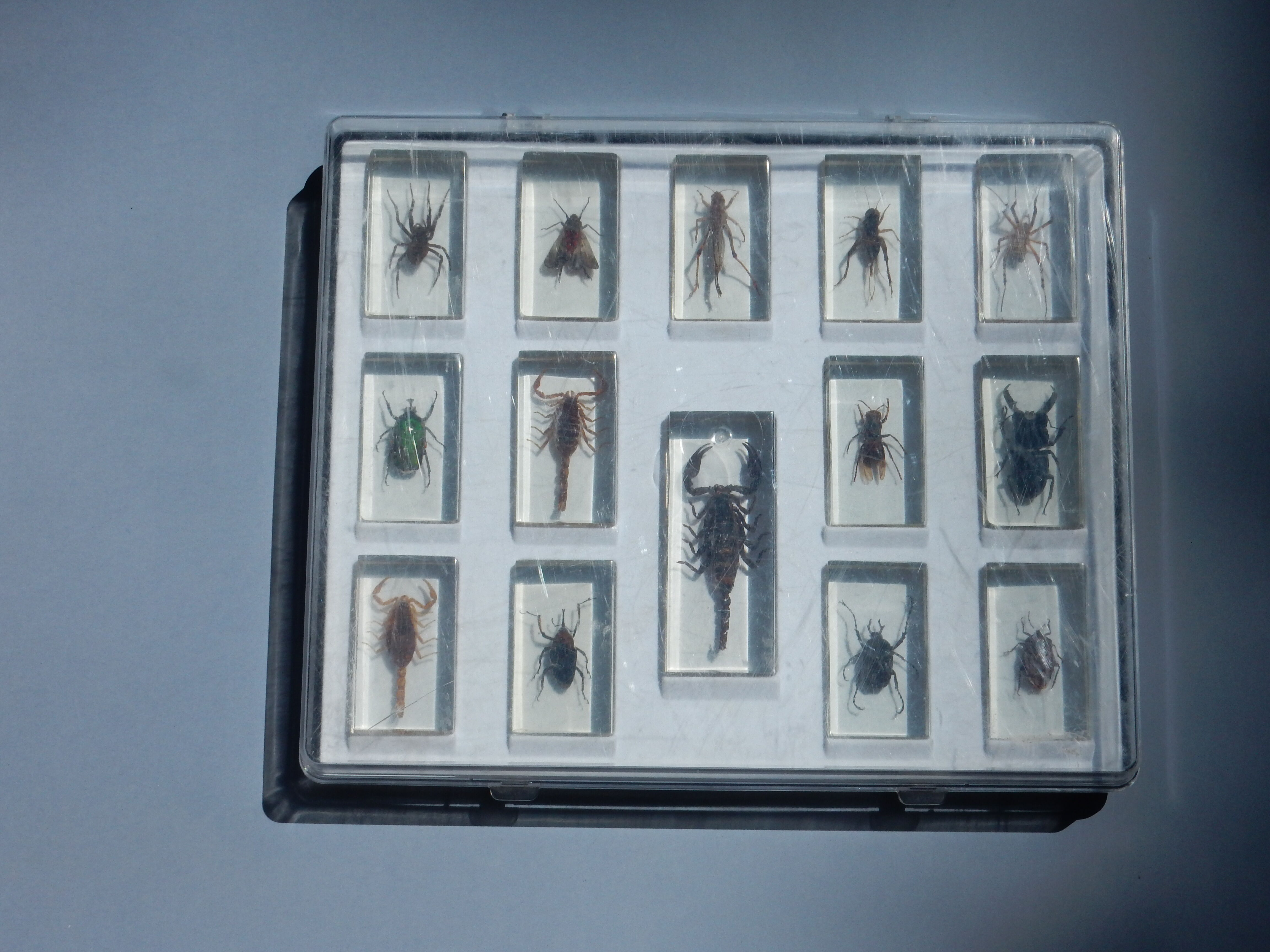 Coffret d'insectes véritables en taxidermie inclusion dans blocs de résine