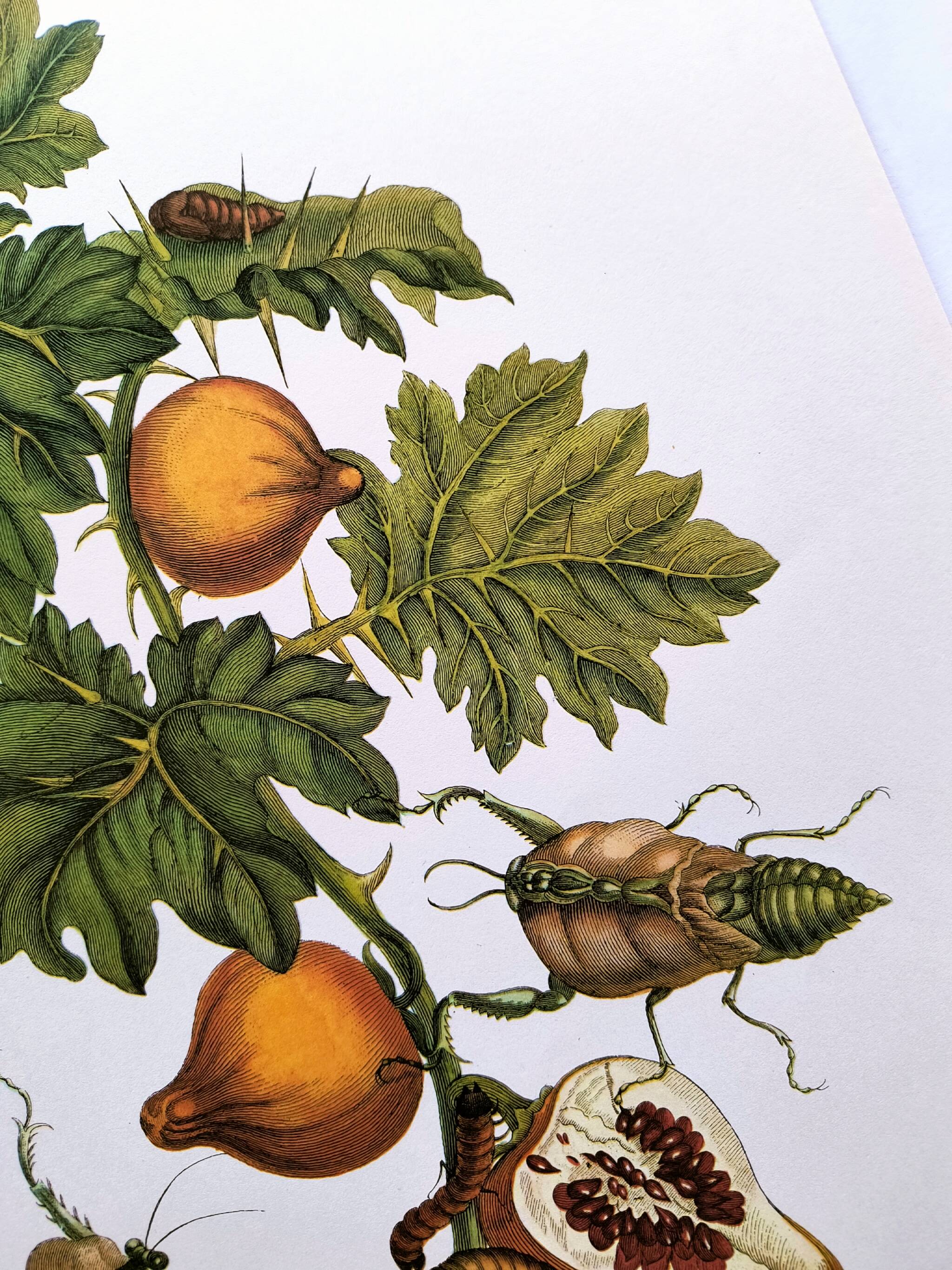 Vintage illustration - Pomegranate and insects - by Merian