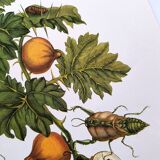 Vintage illustration - Pomegranate and insects - by Merian