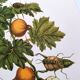 Illustration vintage -  Grenadier et insectes - par Merian. Planche