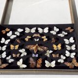 Collection d'une trentaine de magnifiques papillons naturalisés sous vitrine ouvrable