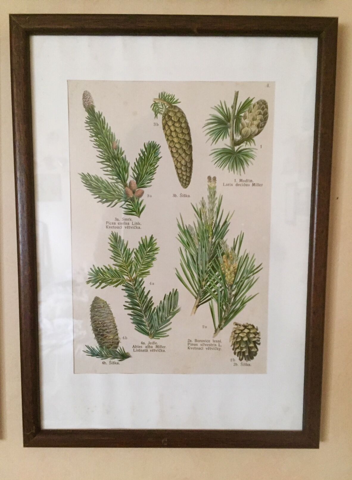 Set of 4 framed botanical posters