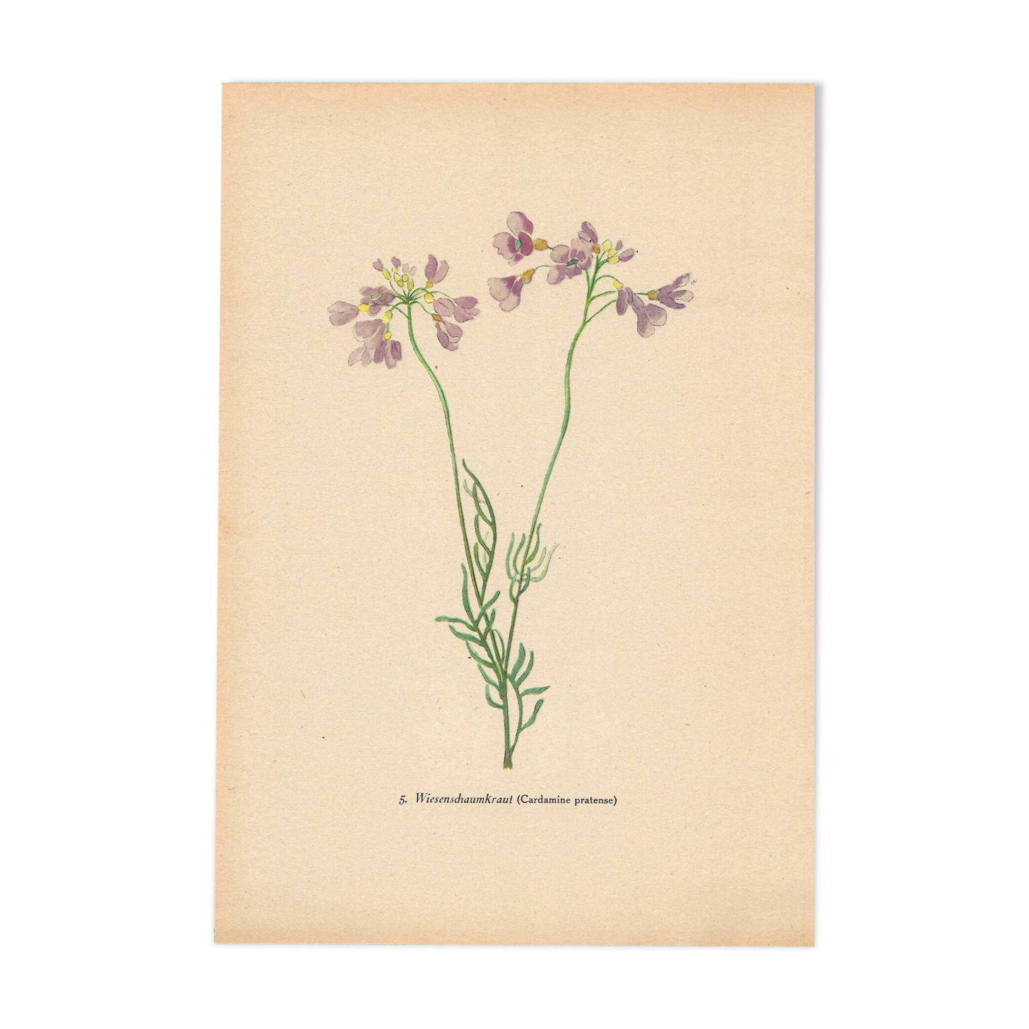 Botanical illustration from 1948. Meadow flowers by Strache. Cardamine
