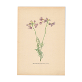 Botanical illustration from 1948. Meadow flowers by Strache. Cardamine