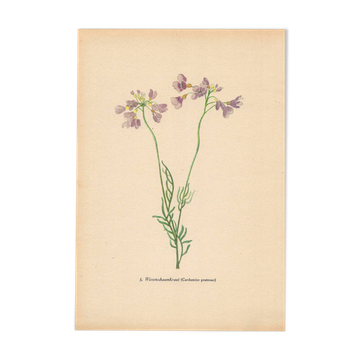Illustration botanique de 1948, Fleurs des prés, cardamine par Strache
