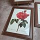 Lot de 3 cadres botaniques P.j. Redouté – Roses & tulipe