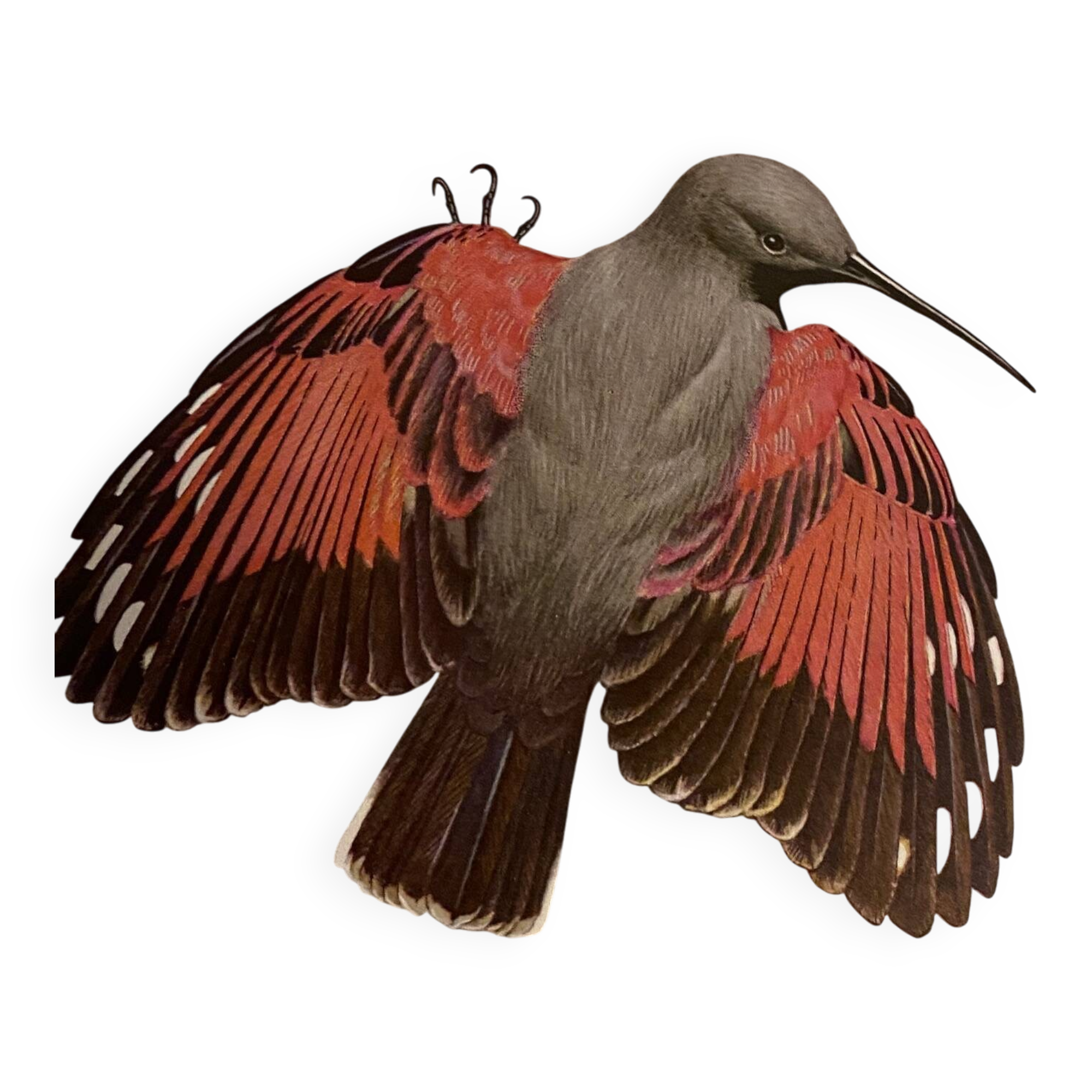 Old illustration – Wallcreeper (bird)