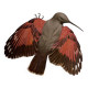 Old illustration – Wallcreeper (bird)