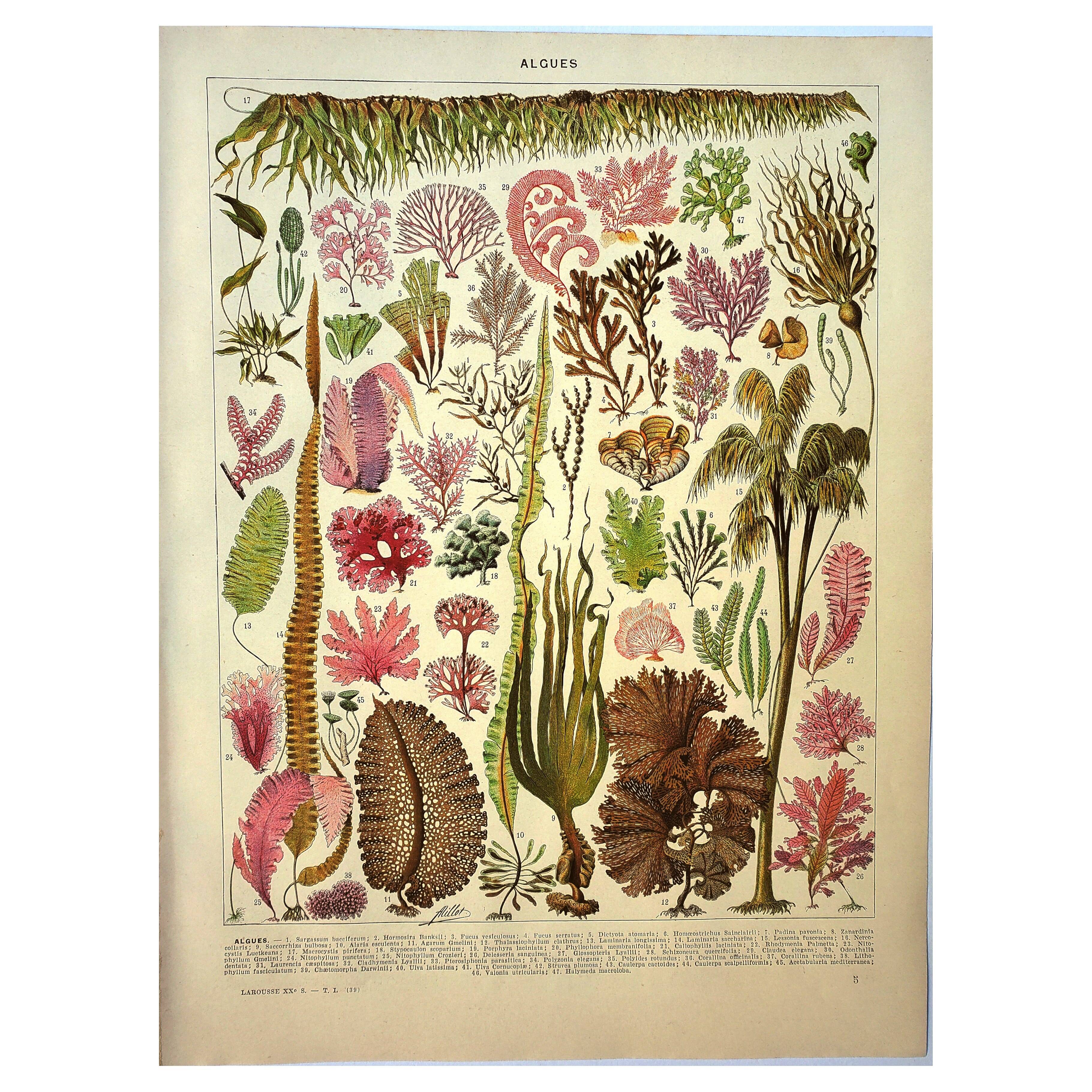 Botanical engraving 1928 A. Millot - Algae, marine plant, flora