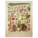 Botanical engraving 1928 A. Millot - Algae, marine plant, flora