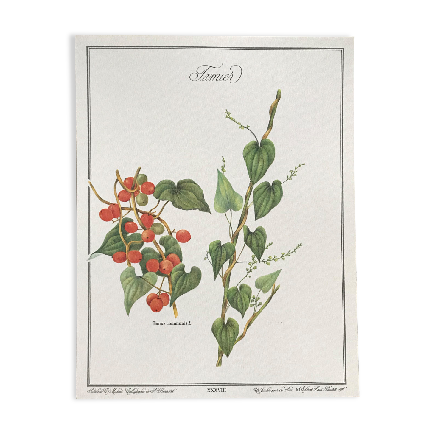 Botanical board the Tamier