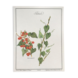 Botanical board the Tamier