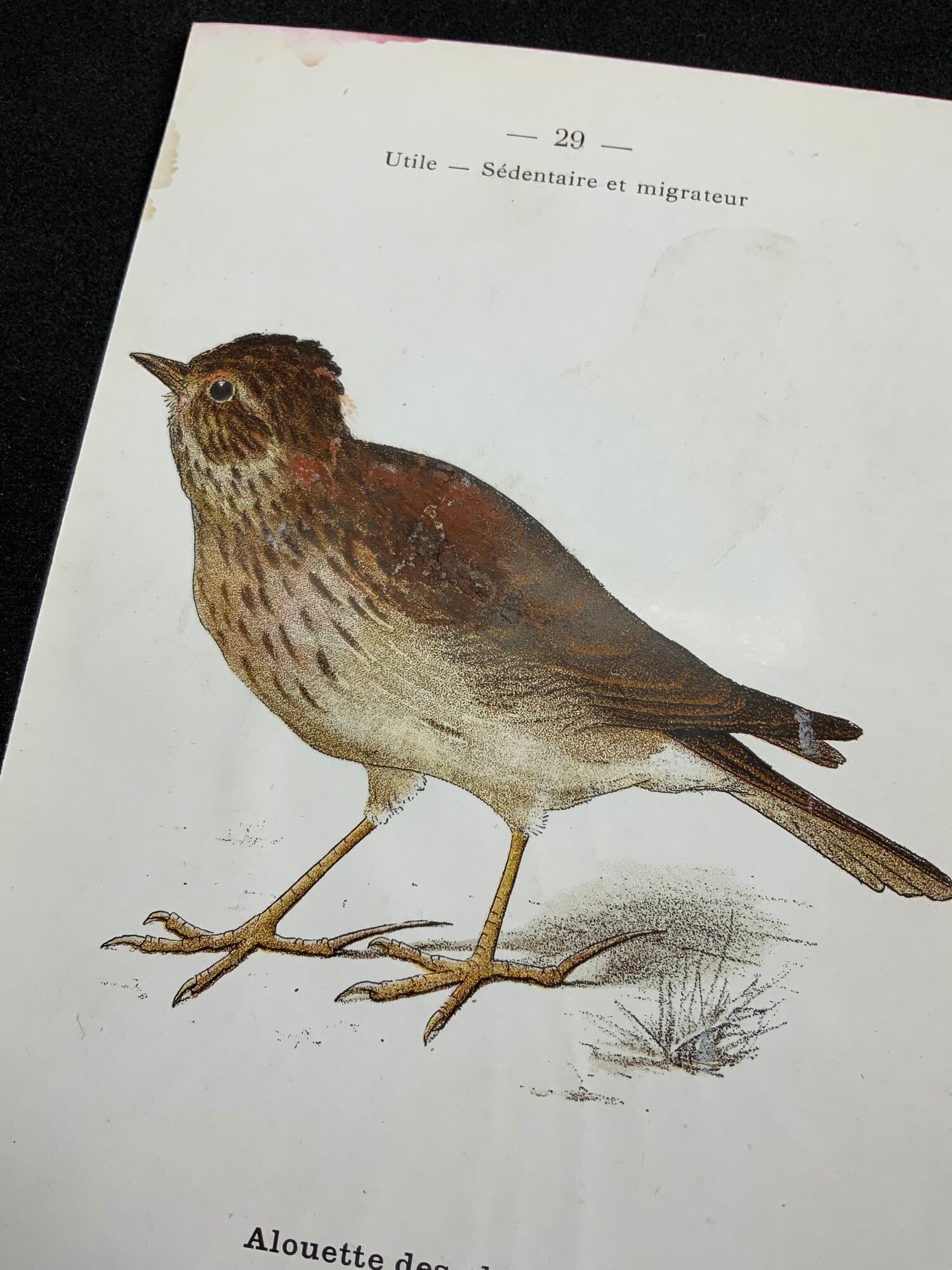 Planche naturaliste ancienne oiseaux gravure double face ouvrage 1908 G. Denise