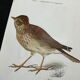 Planche naturaliste ancienne oiseaux gravure double face ouvrage 1908 G. Denise