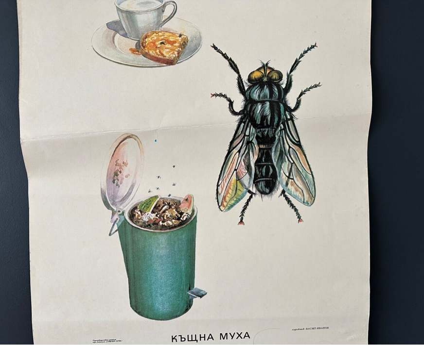 Fly insects poster 1970's university school learning educational poster