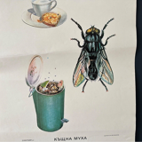 Fly insects poster 1970's university school learning educational poster